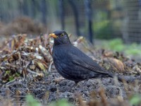 Male blackbird - Turdus merula 