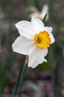 Narcissus 'Red Hackle'