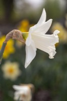 Narcissus 'Tain'
