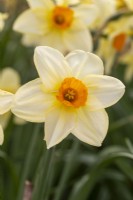 Narcissus 'Fortune's Beauty'