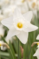 Narcissus 'Istria'
