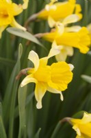Narcissus 'Ben Avon'
