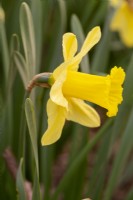 Narcissus 'Dodman'