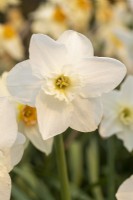 Narcissus 'Kincorth'