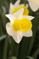 Narcissus 'Coverack Beauty'