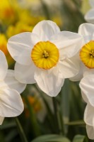 Narcissus 'Fortune's Glow'