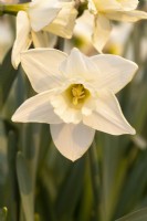 Narcissus 'Dulsie'