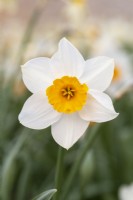 Narcissus 'Logie'