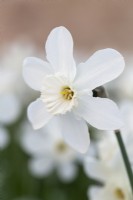 Narcissus 'Green Island'