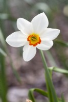 Narcissus 'Pera'