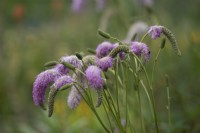 Sanguisorba hakusanensis 'Lilac Squirrel' - August