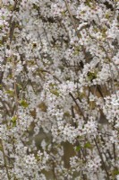 Prunus x yedoensis 'Shidare-Yoshino' -  Weeping Yoshino cherry tree blossom