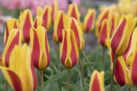 Tulipa - Tulip 'Goudstuk'