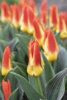 Tulipa - Tulip 'Mariss Jansons'