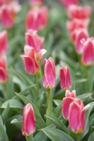 Tulipa - Tulip 'Shakespeare'