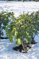 Perennial Kale damaged by Pigeons