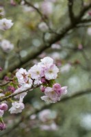 Prunus 'Matsumae Hayazaki' - Cherry tree blossom