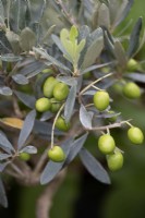 Olea europaea - European Olive - August