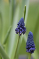 Bellevalia pycnantha - syn - Muscari paradoxum - April