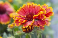 Gaillardia 'Spin Top Yellow Touch' - Blanket Flower - September