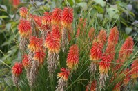 Kniphofia 'Papaya Popsicle' - Red Hot Poker - September