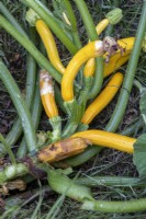 Cucurbita - Zucchini rotting on stalk