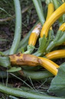 Cururbita - Zucchini rotting on stalk
