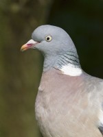 Columba palumbus - Wood Pigeon