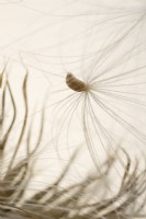 Cirsium vulgare - Spear Thistle seeds
