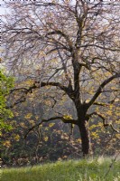 Juglans regia - walnut tree in May.