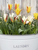 Spring display of tulips in old metal laundry container