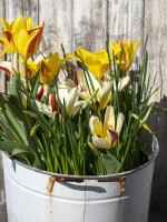 Old metal laundry container with spring bulbs - Tulipa Giuseppe, Johann Strauss