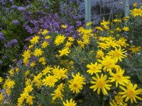 Euryops pectinatus in flower