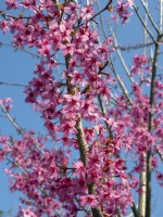 Prunus 'Collingwood Ingram'  in flower early april  Norfolk