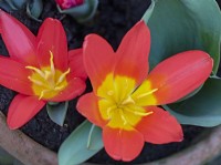 Tulipa Alfred Cortot  in flower late March