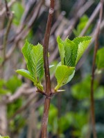 Close up of new leaves on Hydrangea  in spring