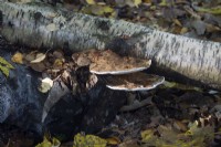 Trametes versicolor - Birch Polypore - October
