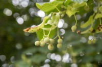 Tilia platyphyllos in fruit