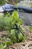 Blanching an Escarole in a vegetable garden