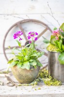 Arabis blepharophylla in rustic pot