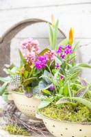 Tulipa 'Red Riding Hood' and Arabis blepharophylla arranged in colander