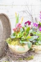 Tulipa 'Stresa' and Berginia 'Rosenkristall' arranged in a colander