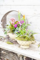 Tulipa 'Stresa', Tulipa 'Red Riding Hood', Arabis blepharophylla and Bergenia 'Rosenkristall' arranged in colanders