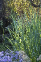 Panicum virgatum 'Dallas Blues' with Aster x frikartii 'Monch' and Hydrangea arborescens 'Invincible Spirit' beneath - The Bressingham Gardens - September 