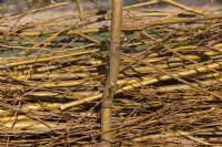 Fence barrier on an allotment made from waste willow (salix) branches and twigs after pollarding