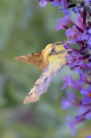 Ennomos alniaria - Canary-shouldered Thorn moth on buddlia flowers