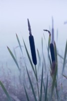 Typha angustifolia - Lesser bulrush in mist