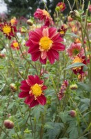Dahlia 'Rock and Roll'