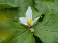 Trillium albidum in flower April