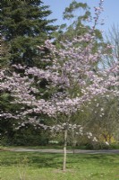 Prunus 'Accolade' Flowering Cherry
